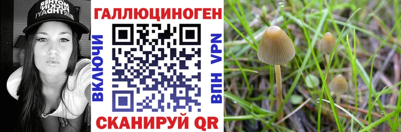 закладка  Архангельск  Псилоцибиновые грибы MAGIC MUSHROOMS 